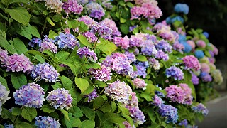 Gardens | Slieve Bloom Mountains, Irelands Ancient East