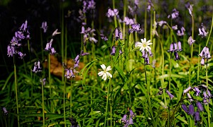 Flora of the Slieve Blooms