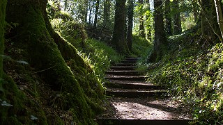 Monicknew Valley walk