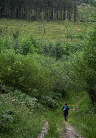 Walking the Slieve Bloom way